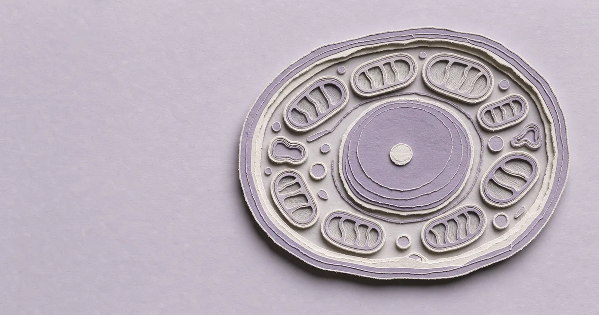 Paper relief of a cutaway cell with folded mitochondria around a rounded nucleus